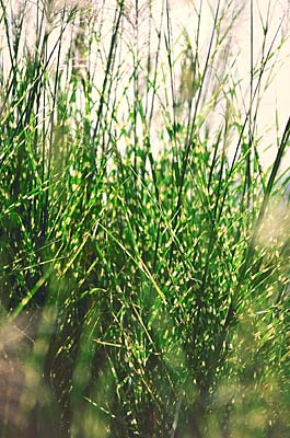 Porcupine Grass Ornamental Grass